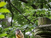 2016-Apenheul-1-5006 : Apenheul