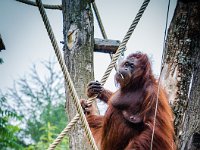 2016-Apenheul-19-5057 : Apenheul