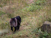 2016-Apenheul-23-5078 : Apenheul