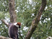 2016-Apenheul-25-5084 : Apenheul