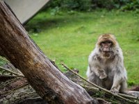 2016-Apenheul-27-5090 : Apenheul