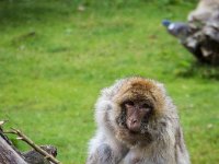 2016-Apenheul-28-5091 : Apenheul