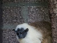 2016-Apenheul-51-5190 : Apenheul