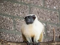 2016-Apenheul-52-5193 : Apenheul