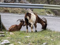 Asturias55-4402 : Asturias, Spanje