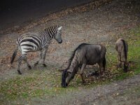2015-Beekse Bergen-10-3741 : Beekse Bergen