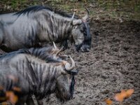 2015-Beekse Bergen-100-3959 : Beekse Bergen