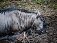 2015-Beekse Bergen-101-3960 : Beekse Bergen