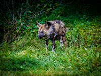 2015-Beekse Bergen-13-3746 : Beekse Bergen, Wilde Hond