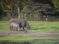 2015-Beekse Bergen-21-3764 : Beekse Bergen