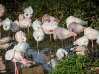 2015-Beekse Bergen-24-3776 : Beekse Bergen