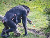 2015-Beekse Bergen-31-3791 : Beekse Bergen