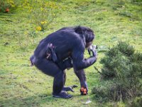 2015-Beekse Bergen-32-3793 : Beekse Bergen