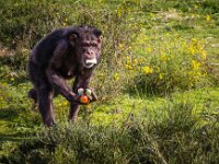 2015-Beekse Bergen-33-3794 : Beekse Bergen