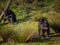 2015-Beekse Bergen-36-3807 : Beekse Bergen