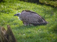 2015-Beekse Bergen-38-3812 : Beekse Bergen