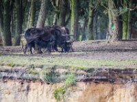 2015-Beekse Bergen-40-3815 : Beekse Bergen