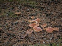 2015-Beekse Bergen-45-3824 : Beekse Bergen