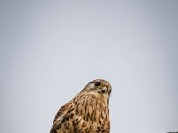 2015-Beekse Bergen-56-3853