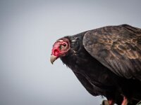 2015-Beekse Bergen-58-3855 : Beekse Bergen