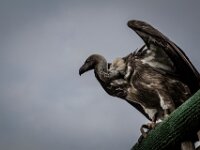 2015-Beekse Bergen-59-3857 : Beekse Bergen