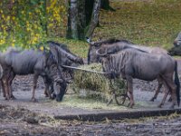 2015-Beekse Bergen-7-3733 : Beekse Bergen
