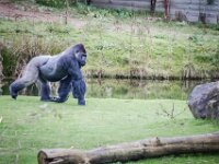 2015-Beekse Bergen-79-3913 : Beekse Bergen