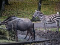 2015-Beekse Bergen-8-3734 : Beekse Bergen