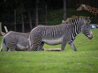 2015-Beekse Bergen-84-3923 : Beekse Bergen