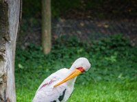 2015-Beekse Bergen-90-3940 : Beekse Bergen