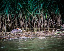 2015-Biesbosch-18-2372