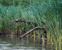 2015-Biesbosch-19-2375