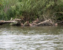 2015-Biesbosch-2-2345