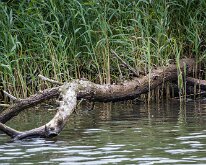 2015-Biesbosch-20-2376