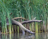 2015-Biesbosch-21-2377