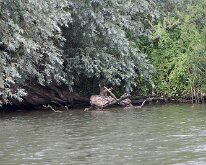 2015-Biesbosch-3-2347
