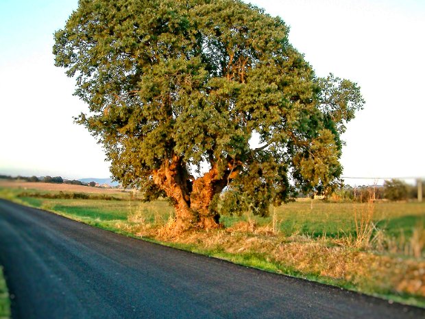 Madremanya
