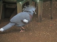 Bush Bird1 : Birds, Burger's Zoo