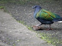 Bush Bird2 : Birds, Burger's Zoo