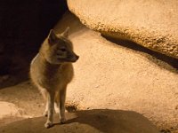 Kitvos 0635 : Wildlife, Vossen