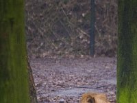 Lions 0777 : Lions