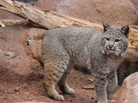 Lynx1 : Burger's Zoo, Lynx