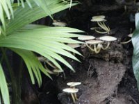 Paddenstoelen