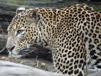 Panter1 : Panthers, Burger's Zoo