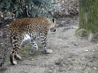 Panter2 : Panthers, Burger's Zoo