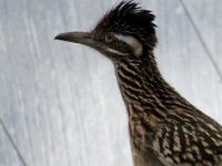Roadrunner1 : Roadrunner, Burger's Zoo