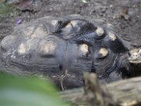 Schildpad : Schildpadden, Burger's Zoo