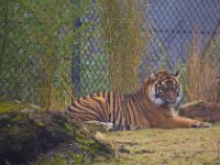 Tiger 0734 : Tigers