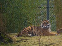 Tiger 0738 : Tigers