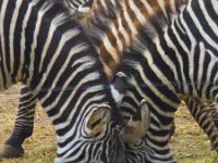 Zebra 0793 1 : Zebra